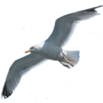 seagull-flying